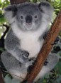 /album/fotogalerij/friendly-female-koala-jpg/